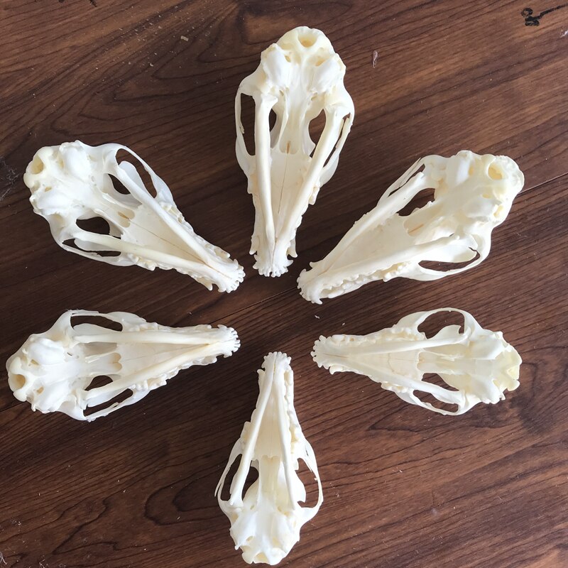 Fox Skull taxidermy real bone skeleton