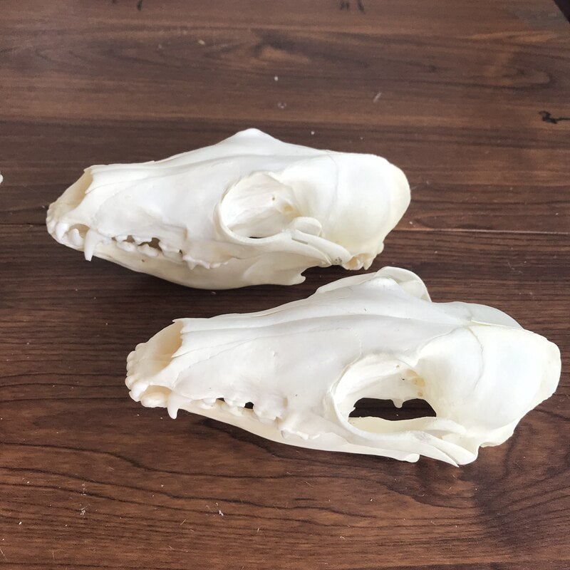 Fox Skull taxidermy real bone skeleton