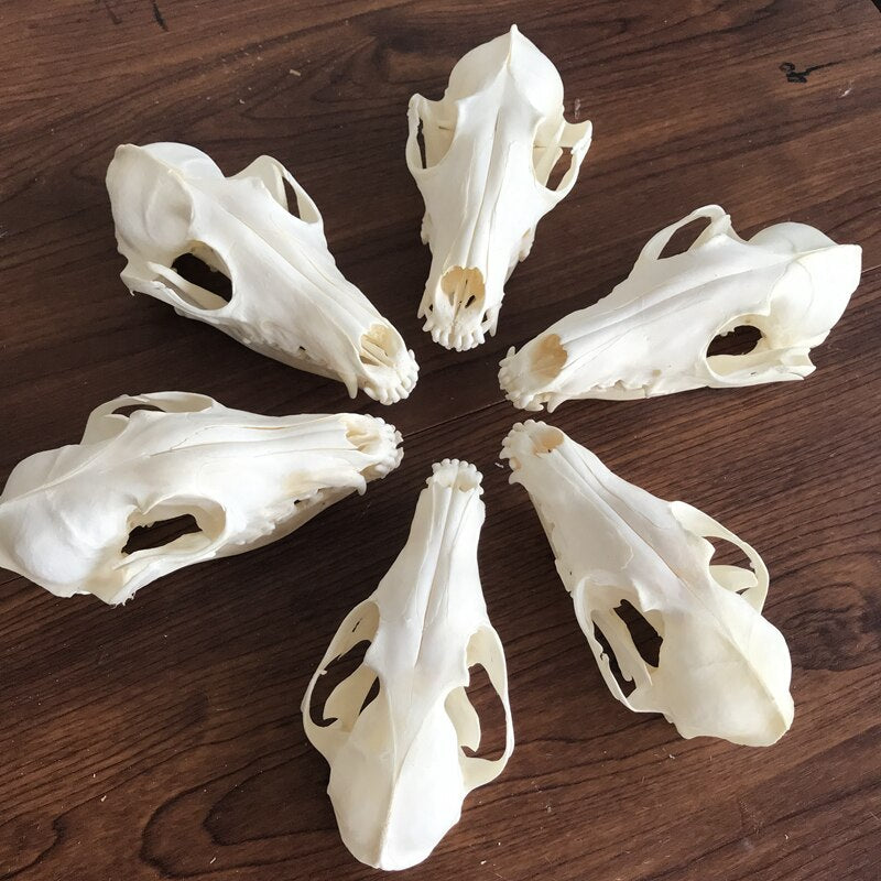 Fox Skull taxidermy real bone skeleton