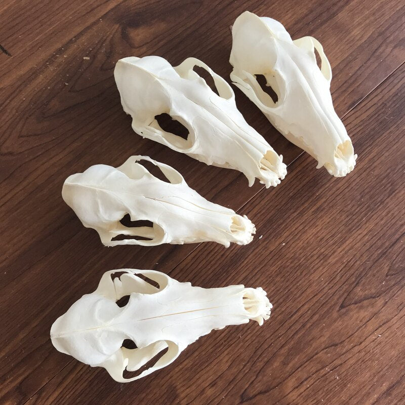 Fox Skull taxidermy real bone skeleton