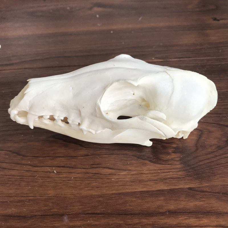 Fox Skull taxidermy real bone skeleton