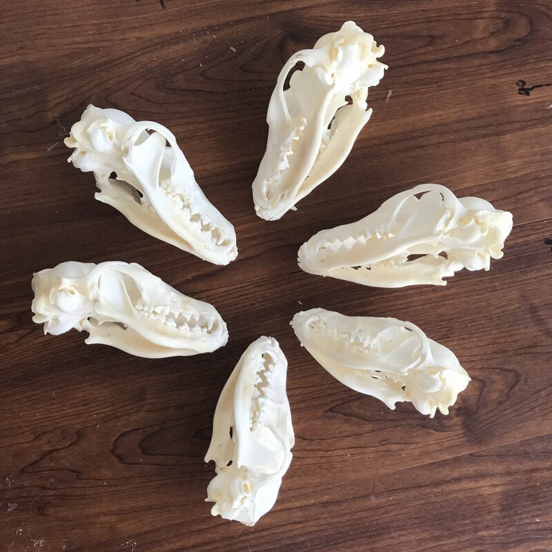 Fox Skull taxidermy real bone skeleton