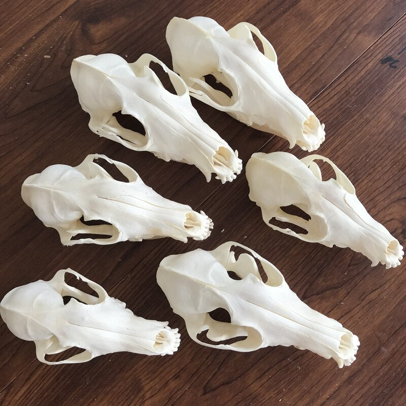 Fox Skull taxidermy real bone skeleton