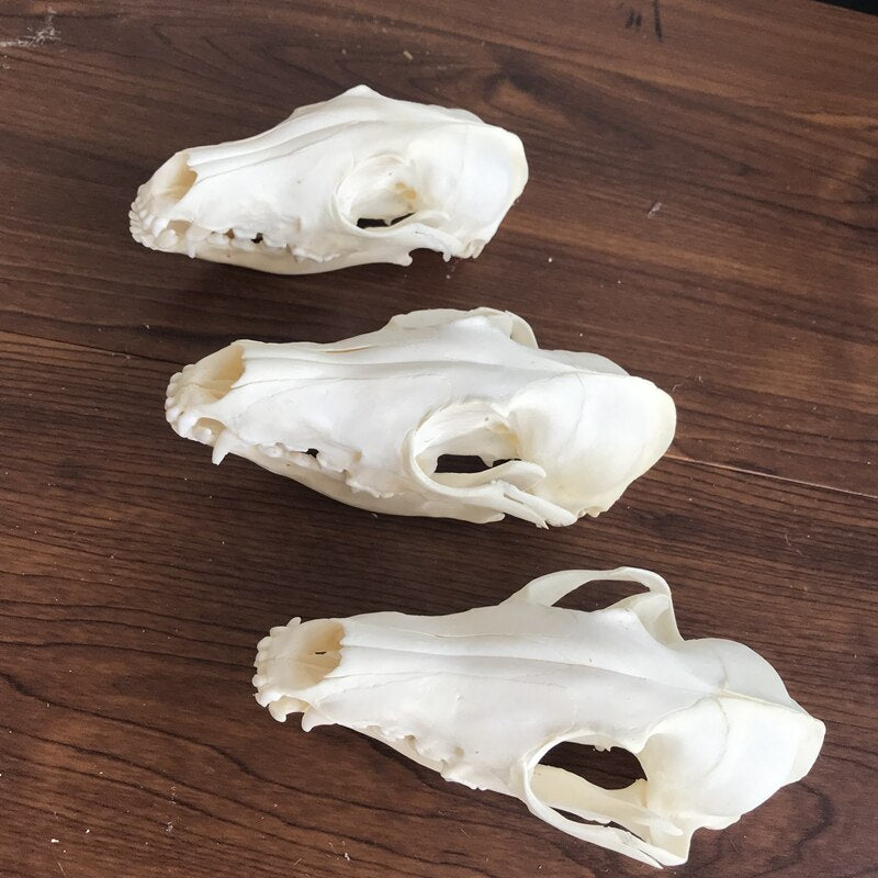 Fox Skull taxidermy real bone skeleton